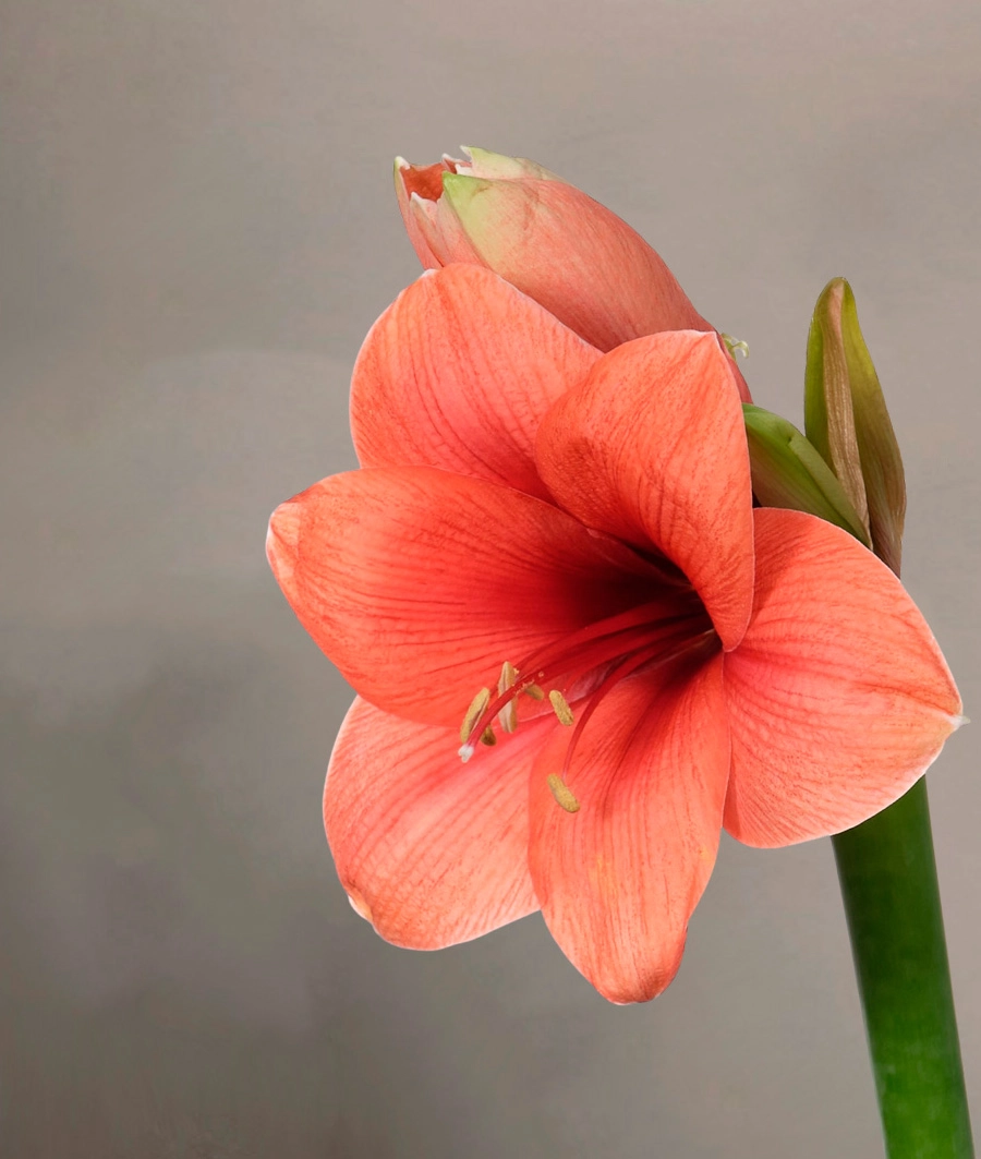 Amaryllis
