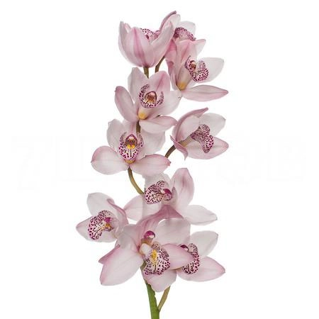 Cymbidium mini irene