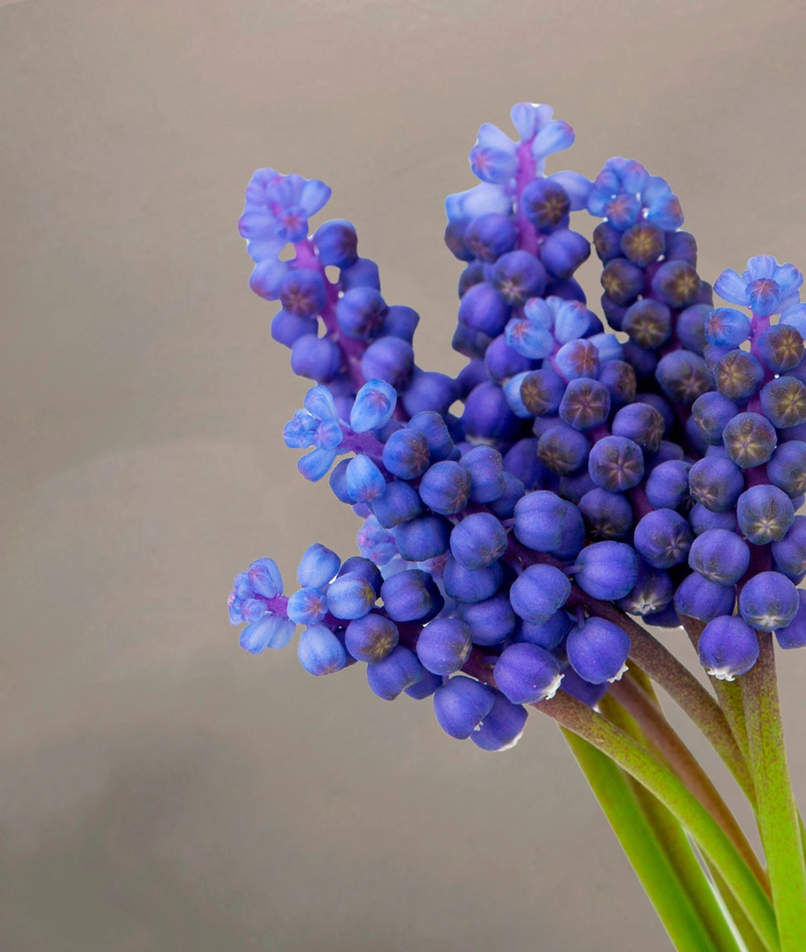 Muscari
