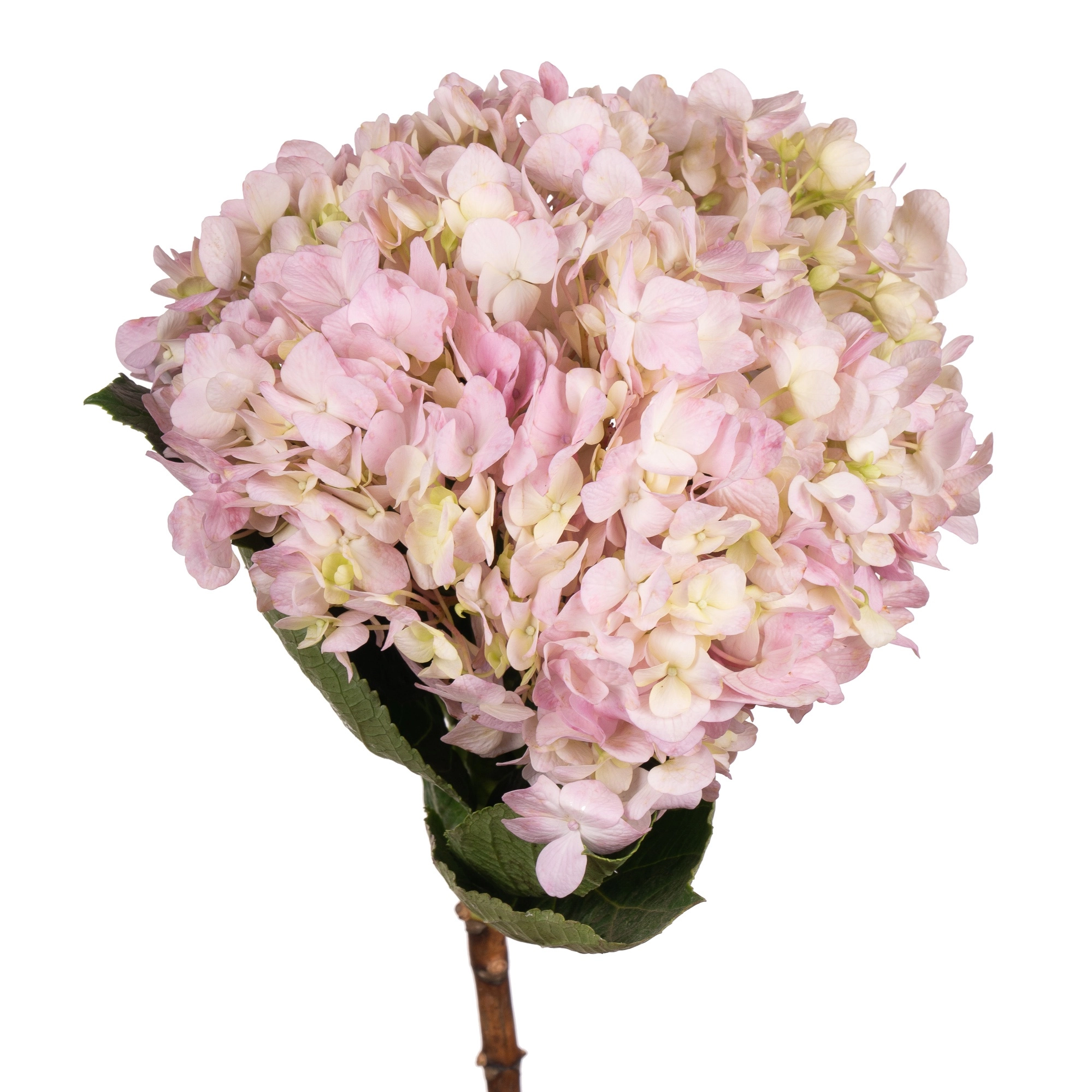 Hydrangea light rose