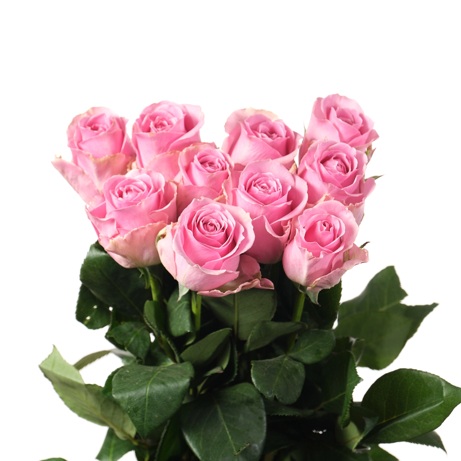 Rose wham | Wholesale flowers, plants and supplies Rose wham