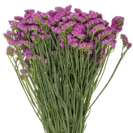 Statice rusberry wings