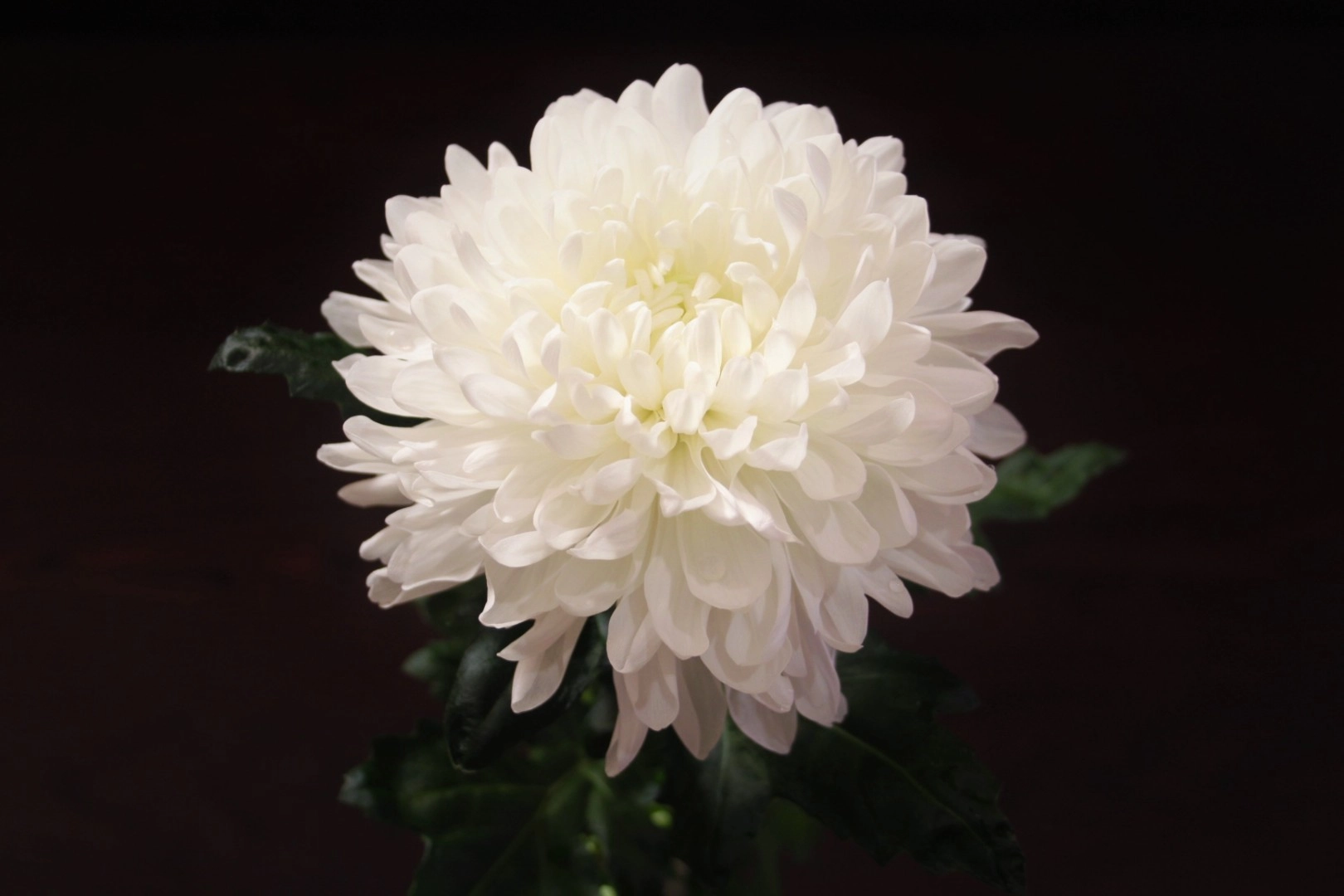 Chrysanthemum single albatros
