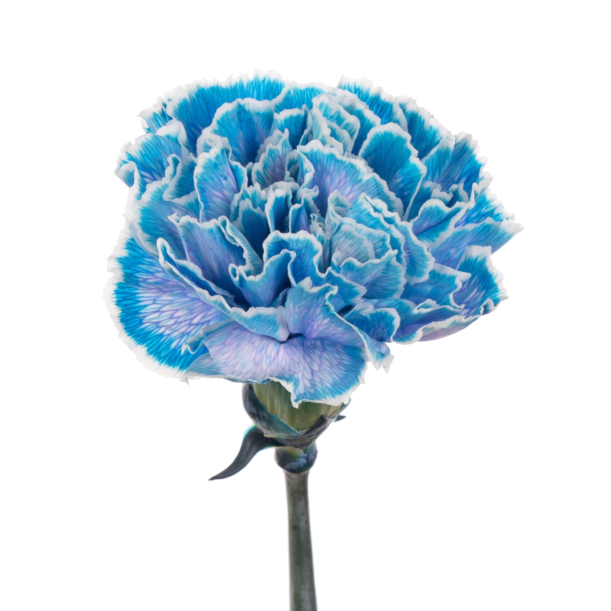 Carnation tinted blue
