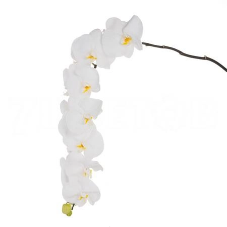 Phalaenopsis white sensation