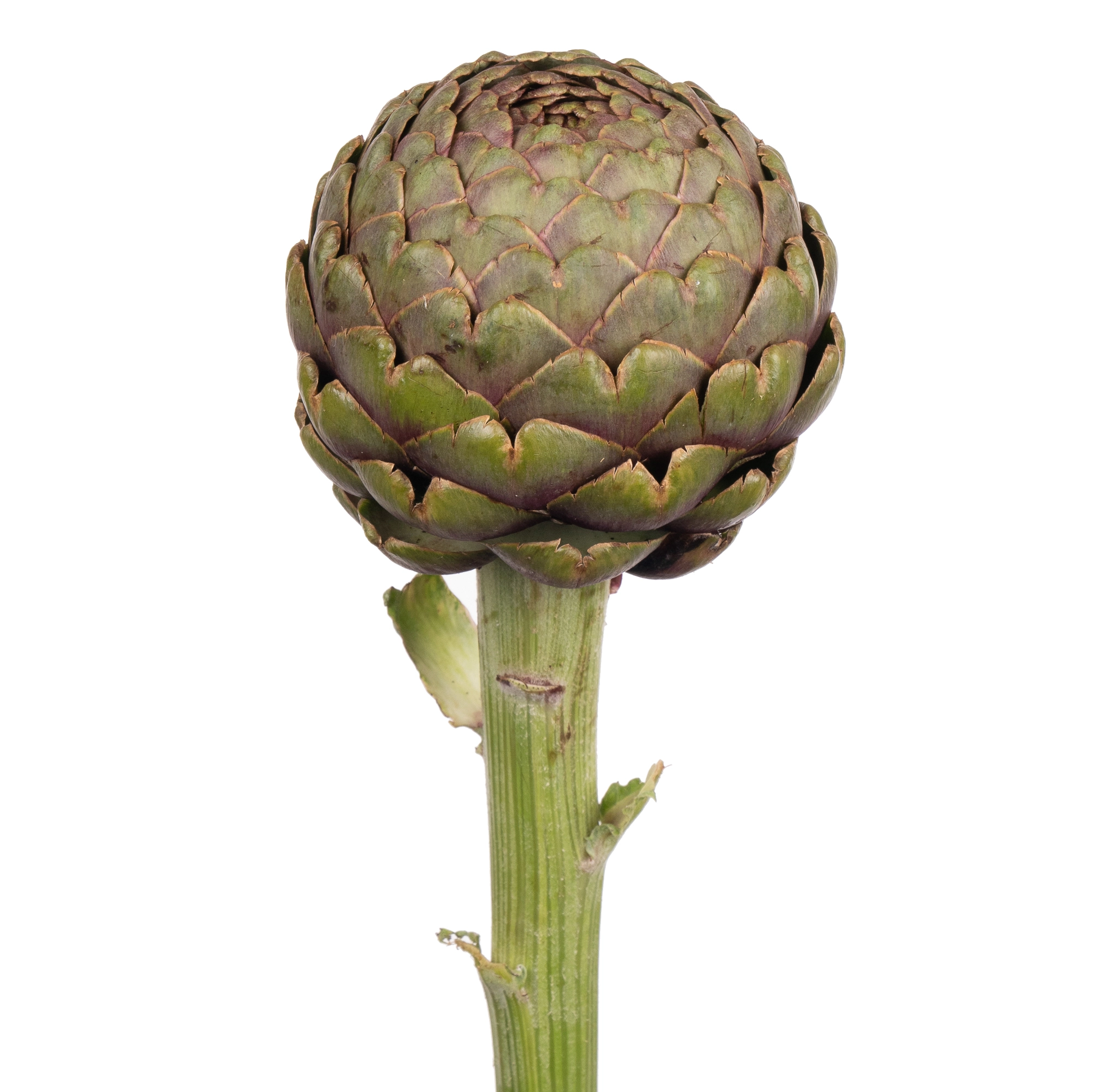Cynara concerto