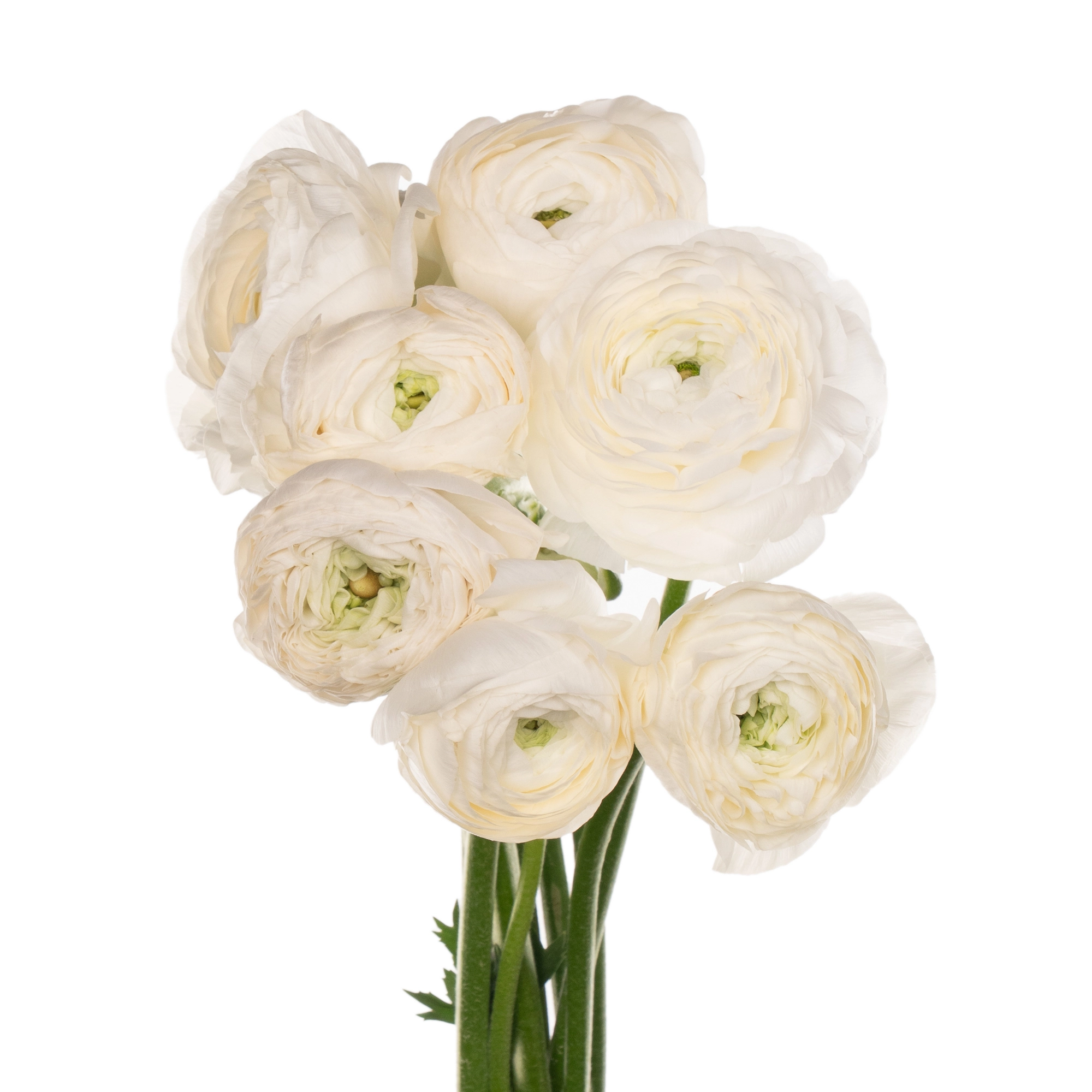 Ranunculus elegance white