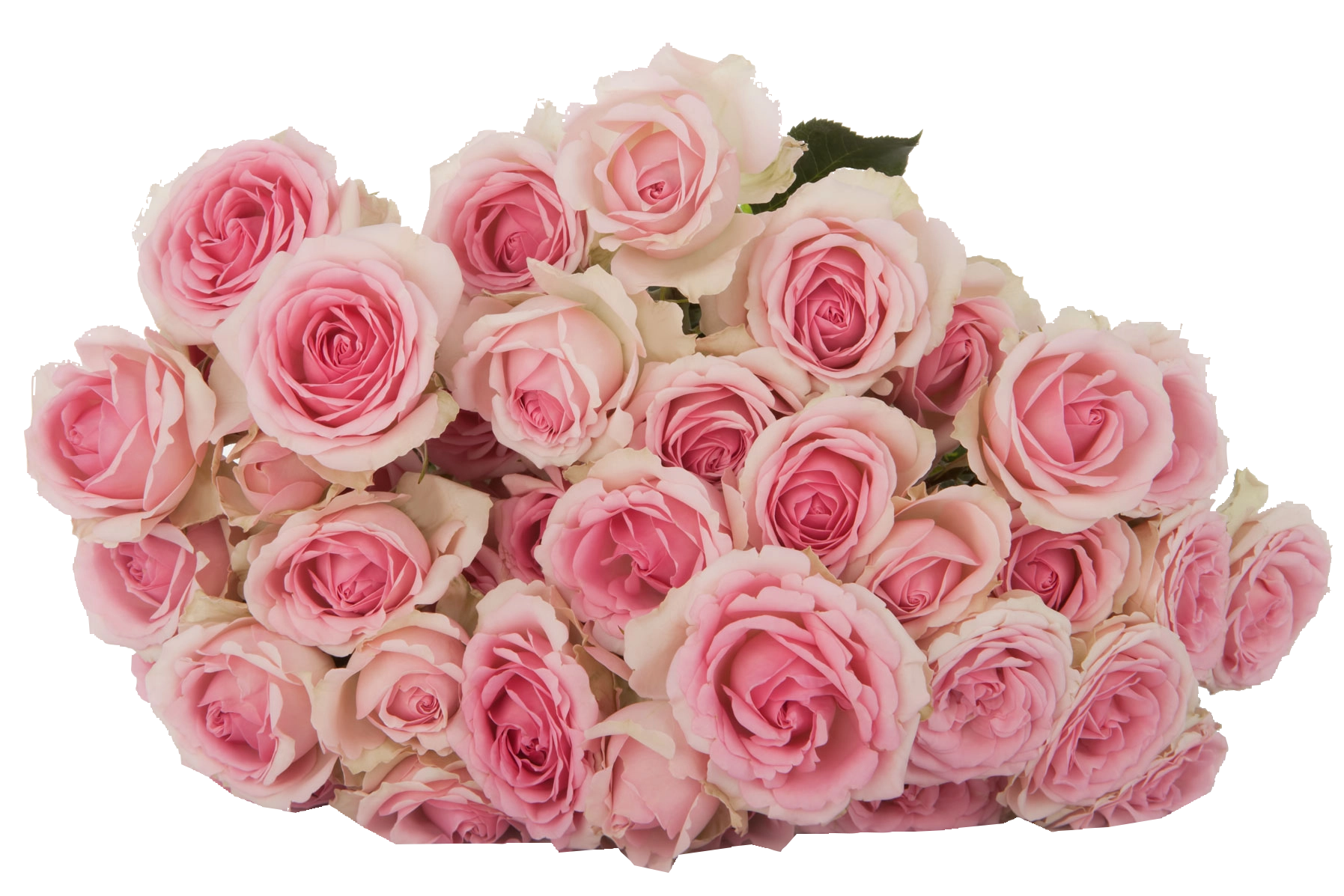 Rose spray dinara | Wholesale flowers, plants and supplies Rose spray dinara