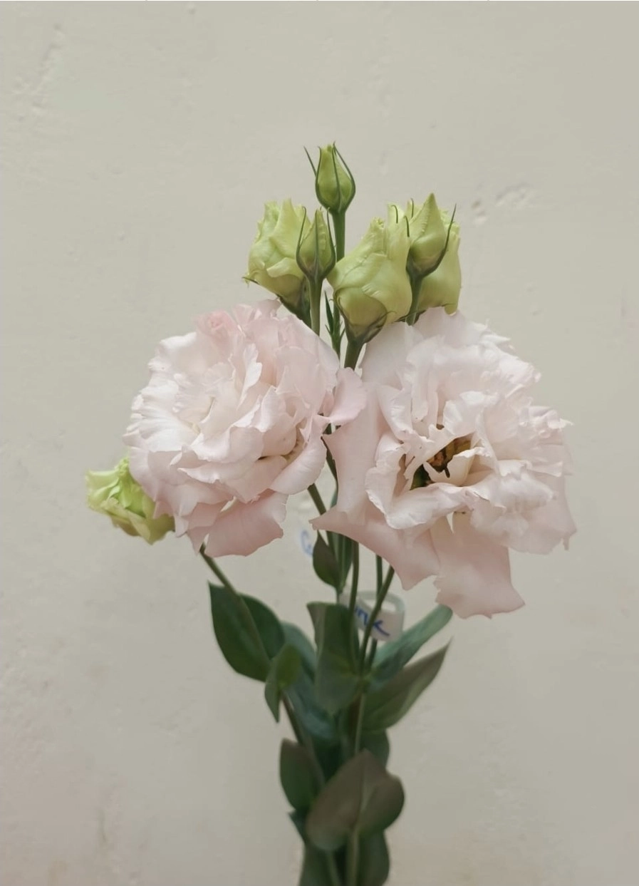 Eustoma double coreli pink