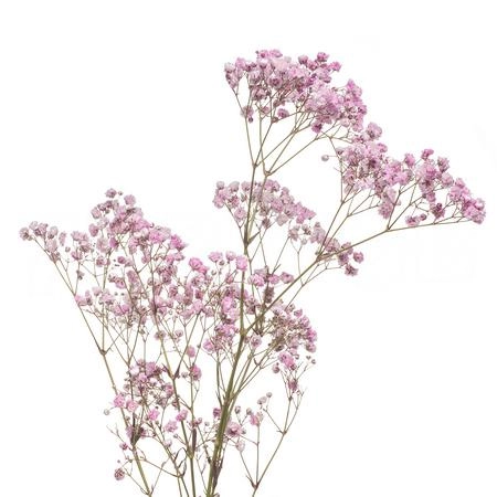 Gypsophila tinted pink