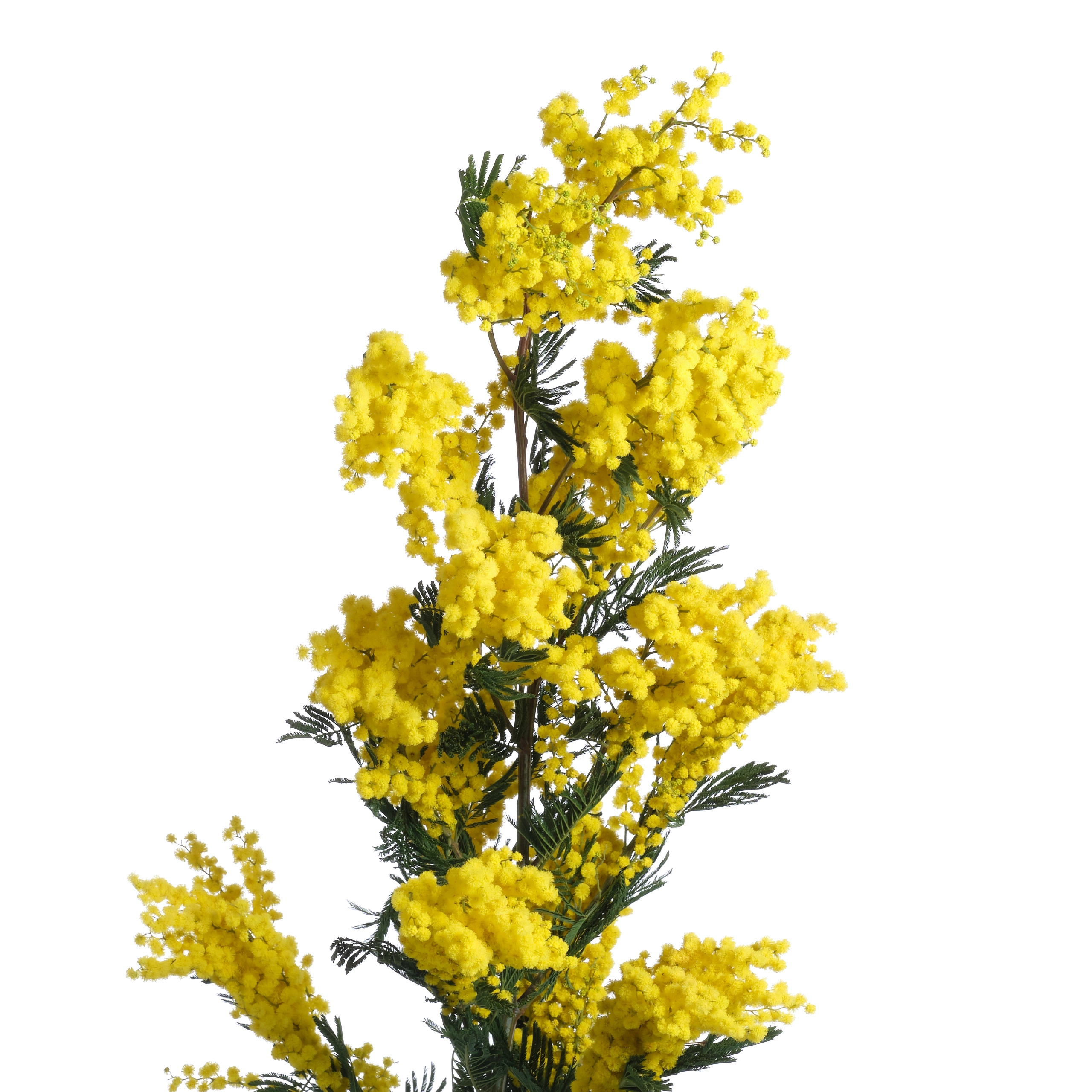 Mimosa