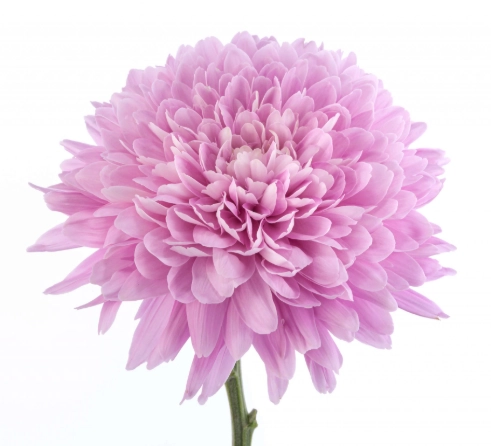 Chrysanthemum single petruska | Wholesale flowers, plants and supplies Chrysanthemum single petruska