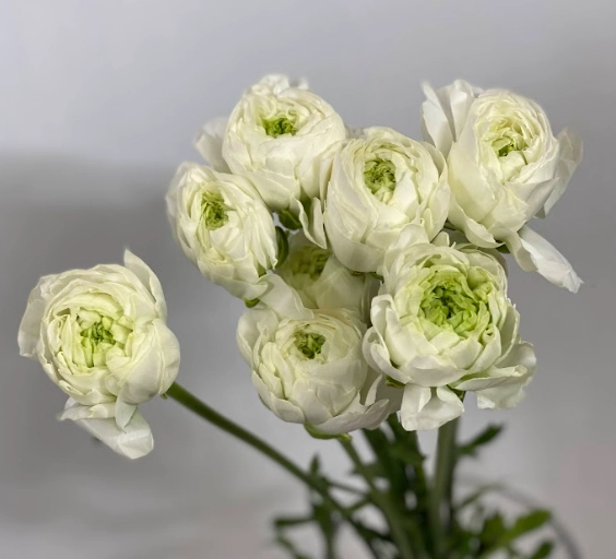 Ranunculus asiaticus munster