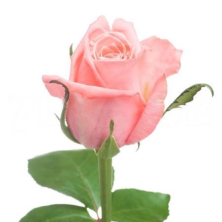 Rose annakarina!
