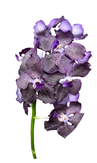 Vanda brown