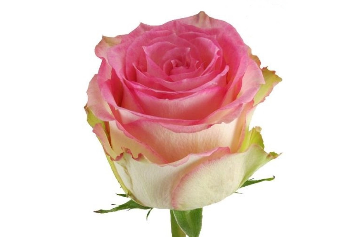 Rose esperance | Wholesale flowers, plants and supplies Rose esperance