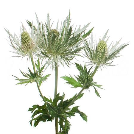 Eryngium white - green