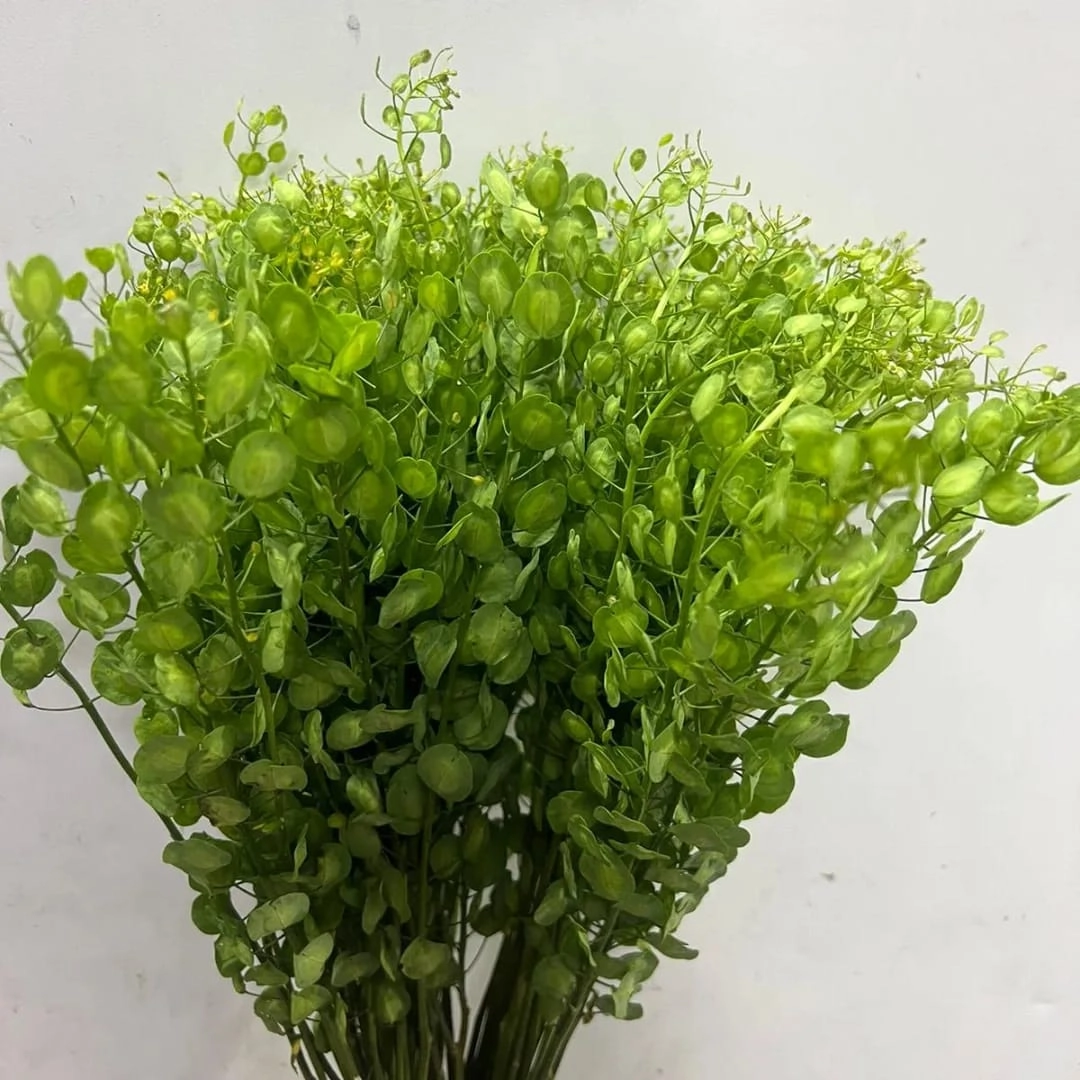Thlaspi capsella kenya | Wholesale flowers, plants and supplies Thlaspi capsella kenya