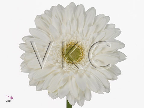 Gerbera victoria
