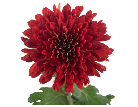 Chrysanthemum cremon rojo