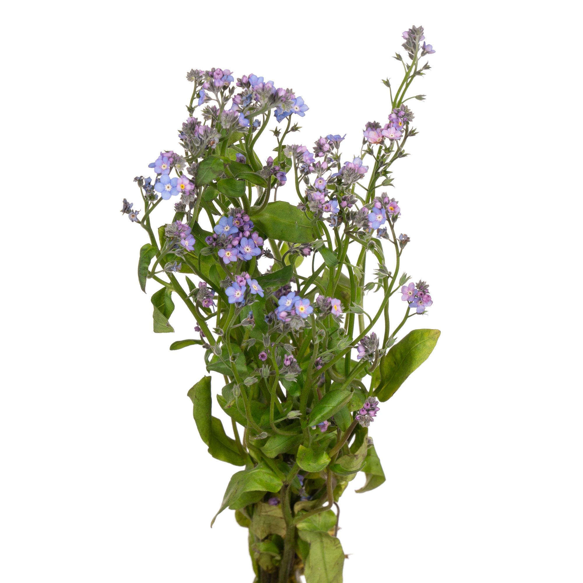 Myosotis blauw