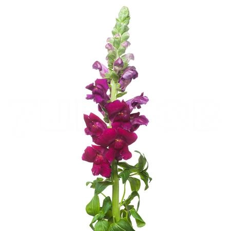Antirrhinum potomac red