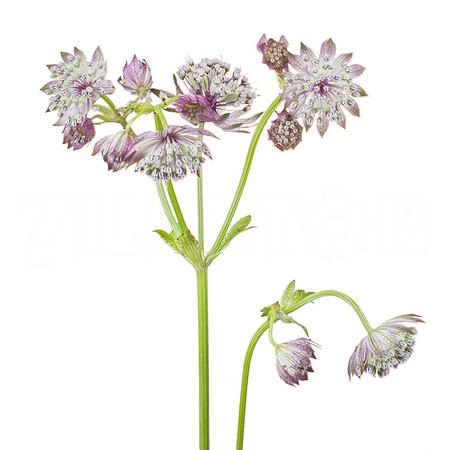 Astrantia star of africa