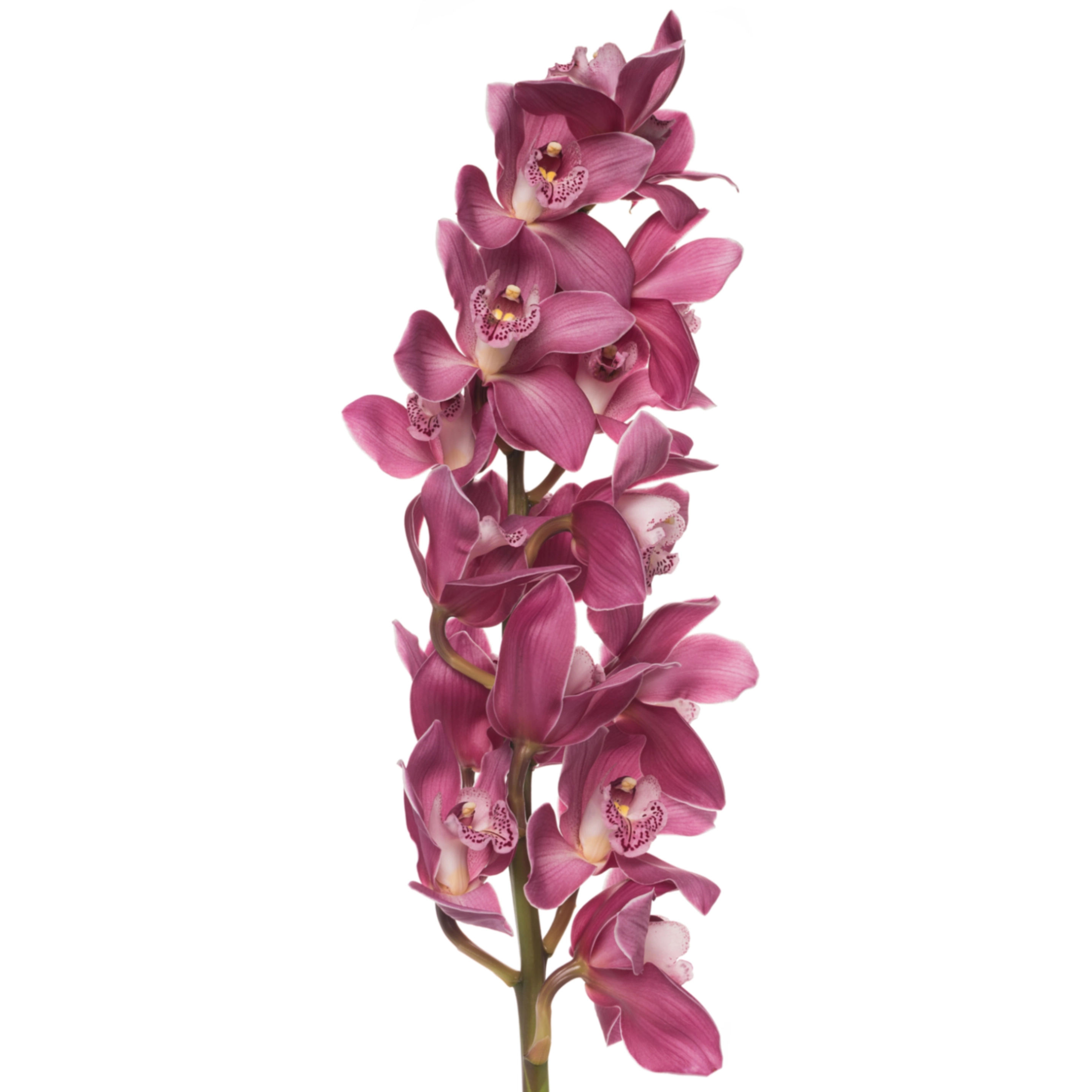 Cymbidium aida