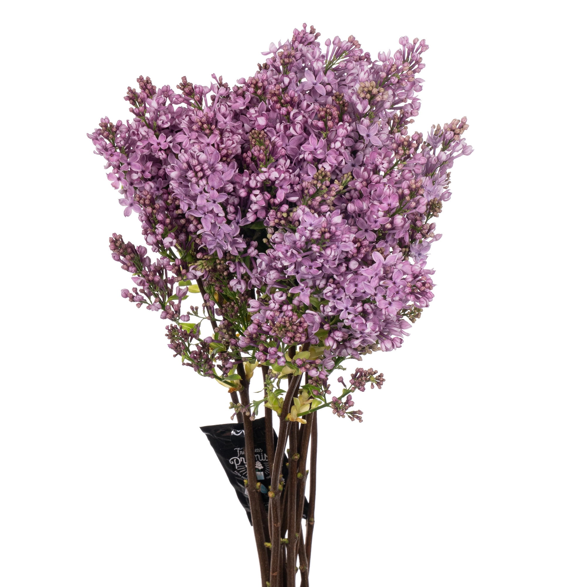 Syringa dark koster