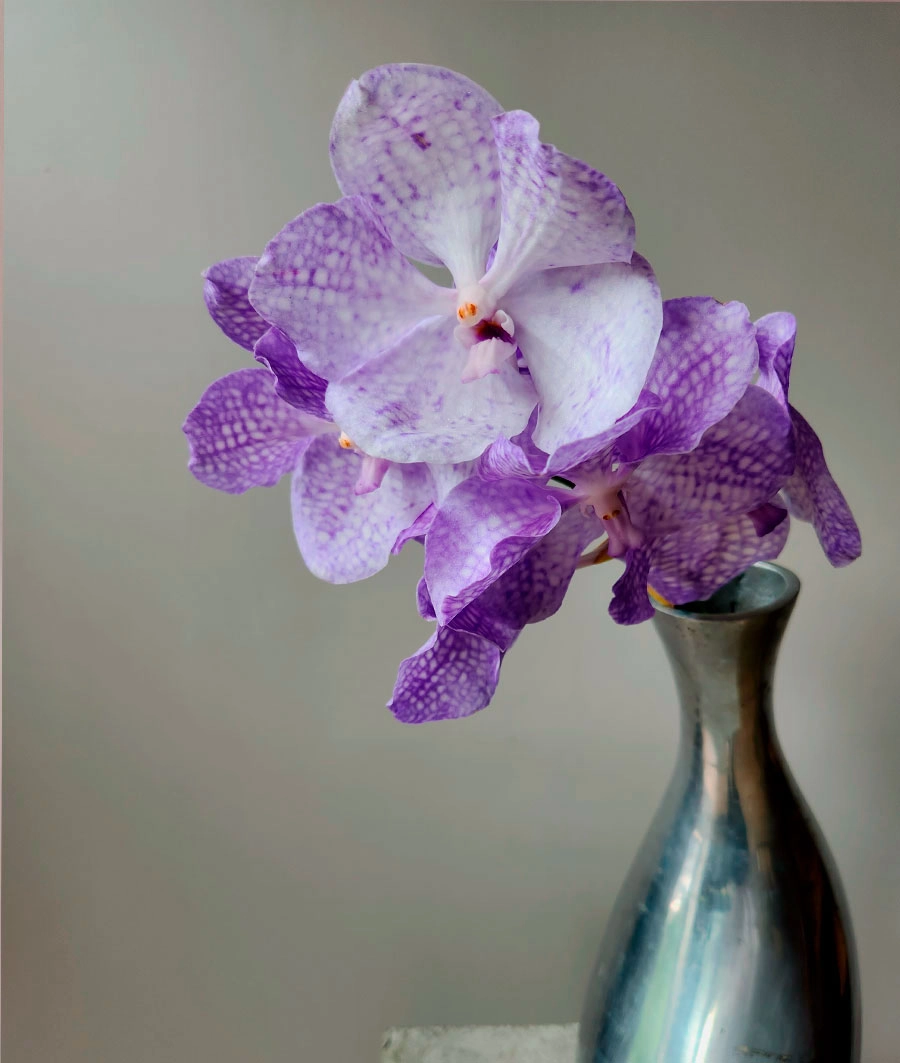 Wanda | Wholesale flowers, plants and supplies Wanda