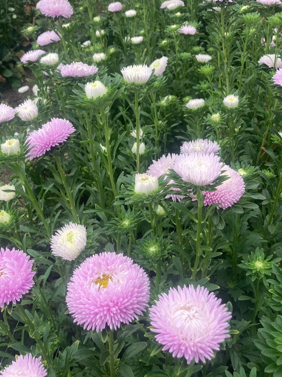 Aster pink