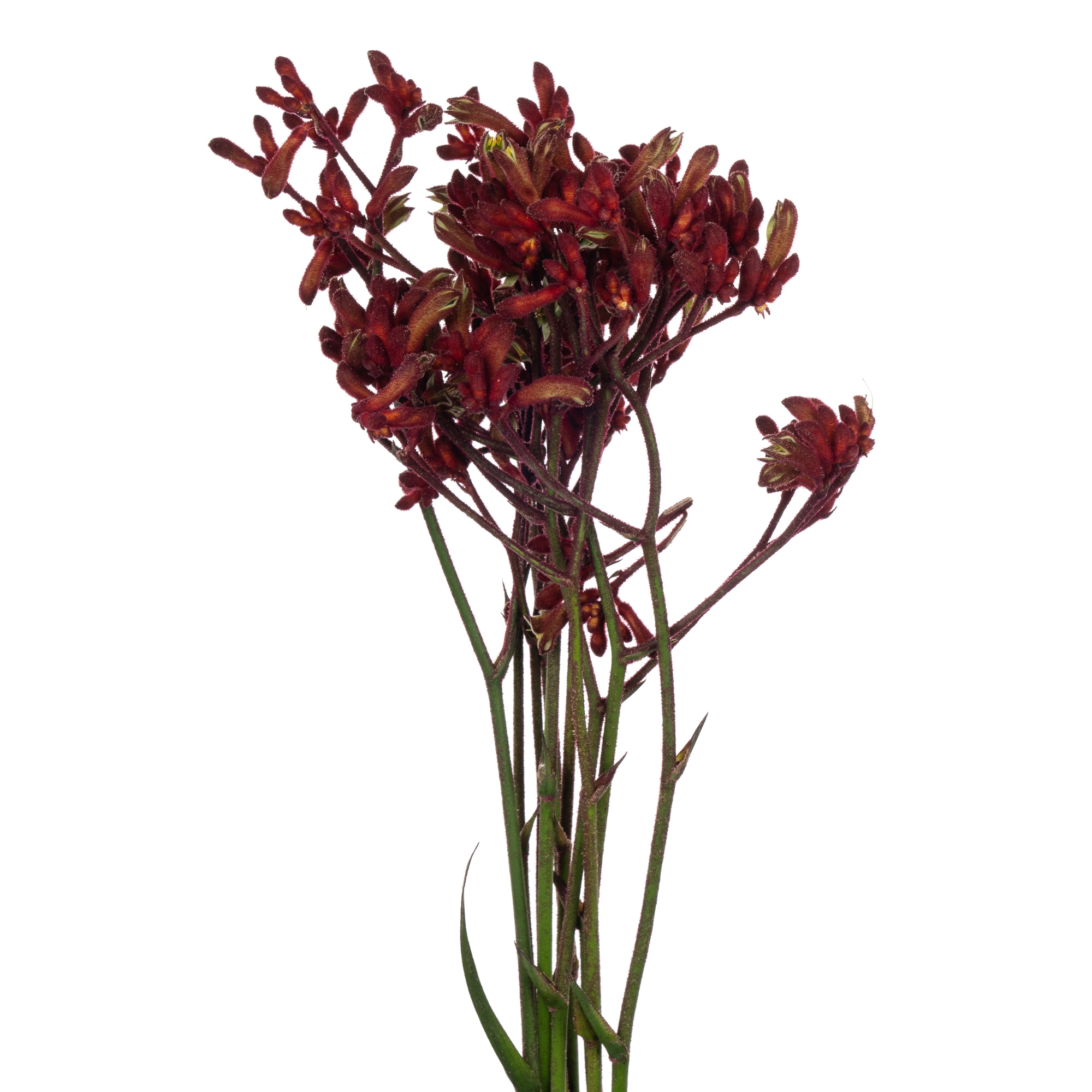 Anigozanthos early spring | Wholesale flowers, plants and supplies Anigozanthos early spring