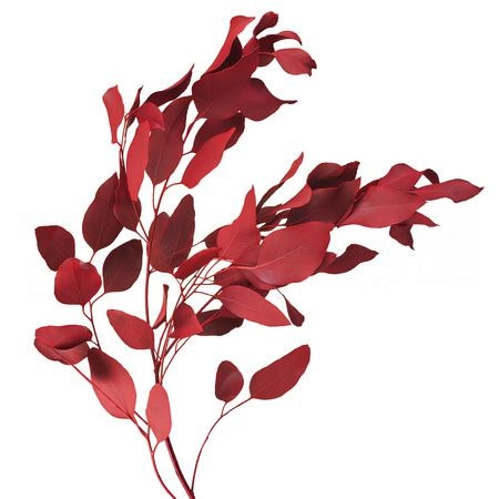 Blad Eucalyptus tinted populus red