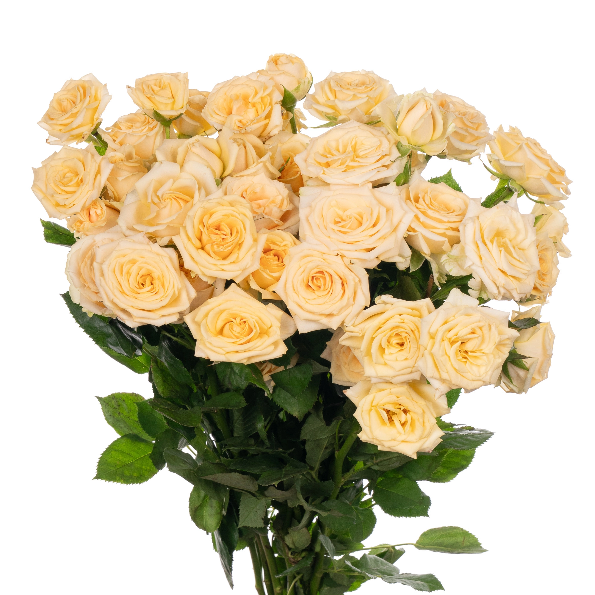 Rose spray salinero