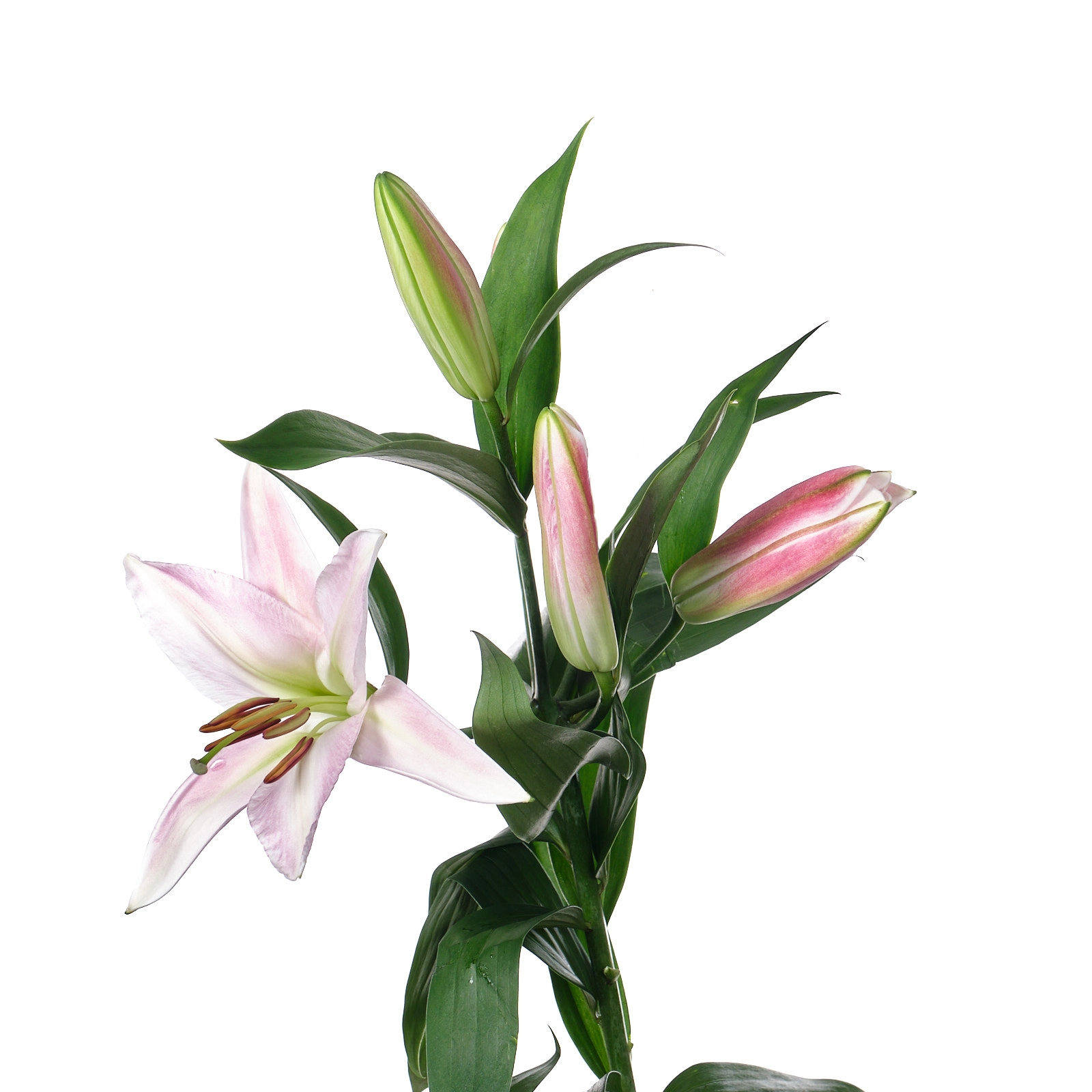 Lilium ot hybrid tabledance