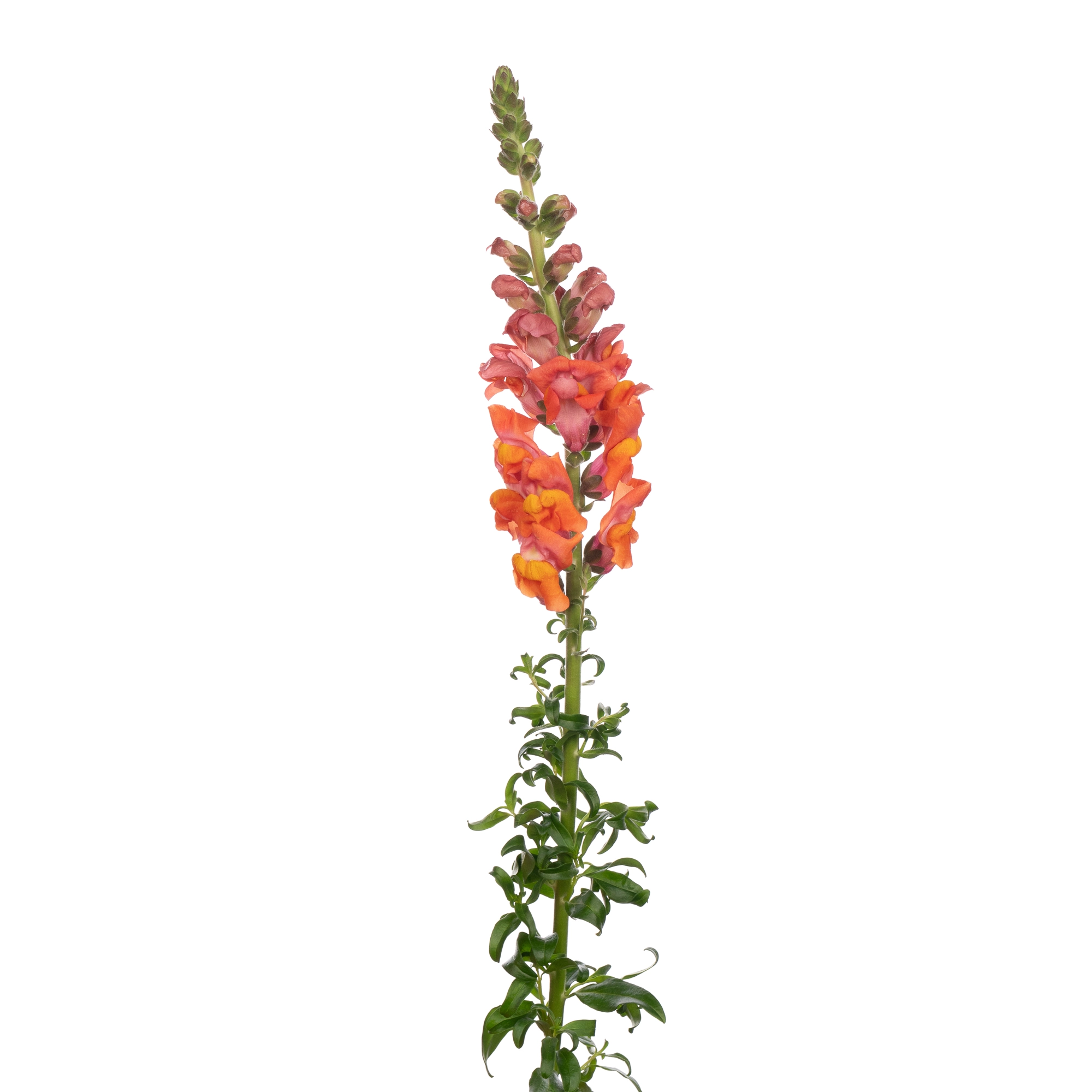 Antirrhinum orange