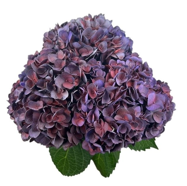 Hydrangea premium aubergine | Wholesale flowers, plants and supplies Hydrangea premium aubergine