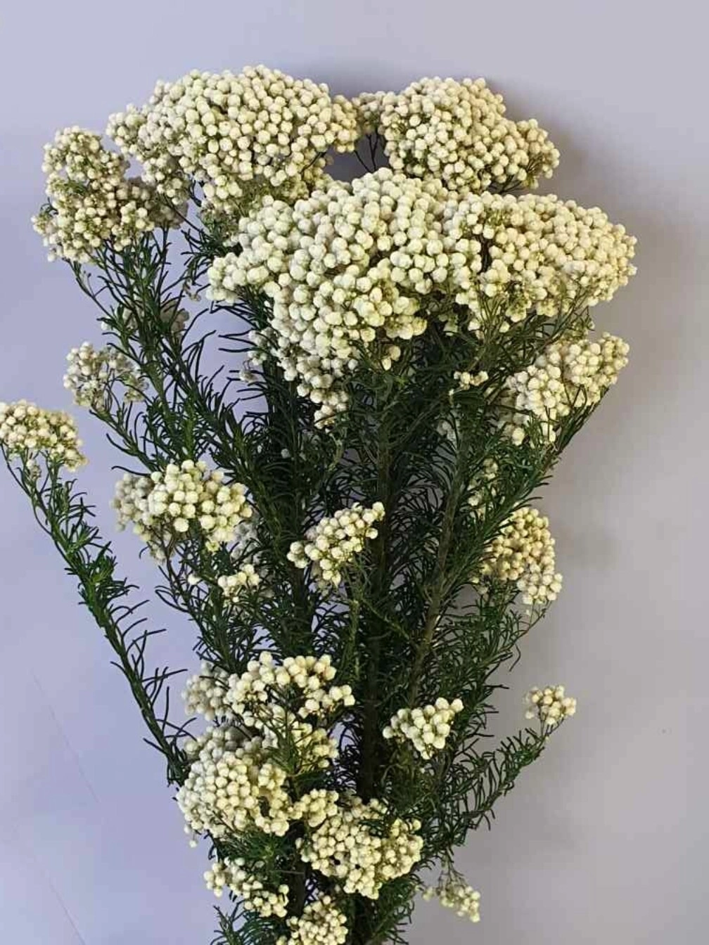 Ozothamnus reki snow