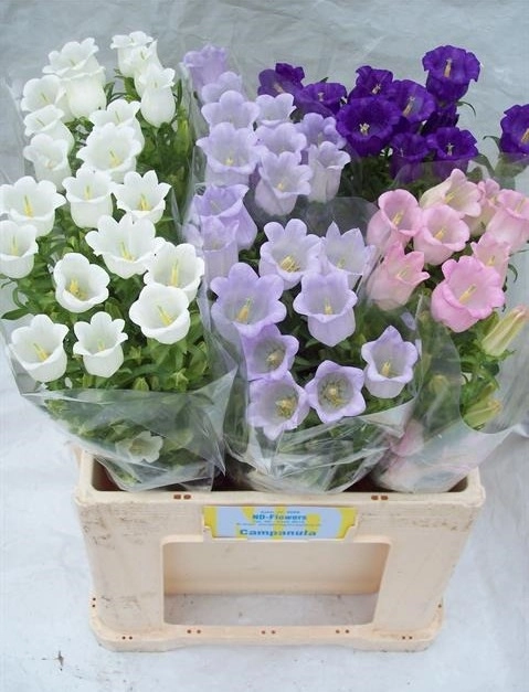 Campanula medium mix
