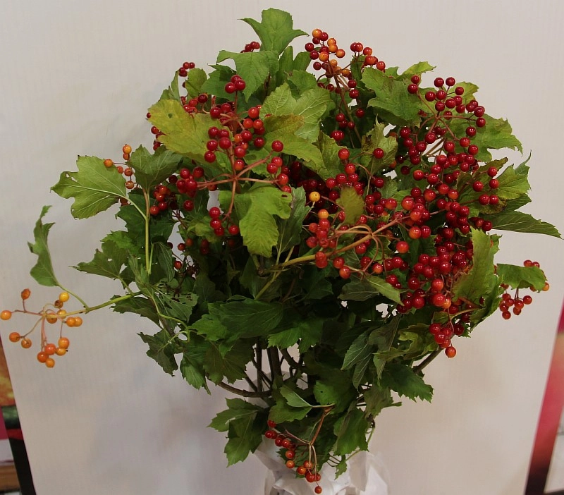 Viburnum opulus red