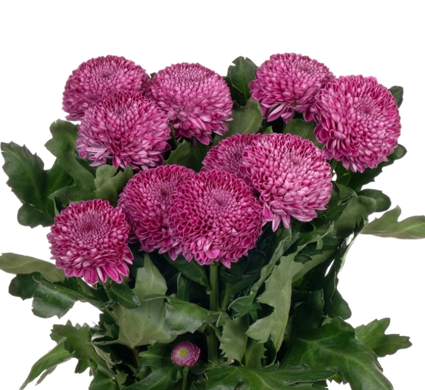 Chrysanthemum single roxo | Wholesale flowers, plants and supplies Chrysanthemum single roxo