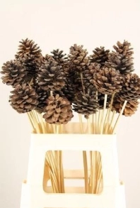 Stick pine cone natural