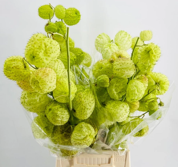 Asclepias moby dick | Wholesale flowers, plants and supplies Asclepias moby dick