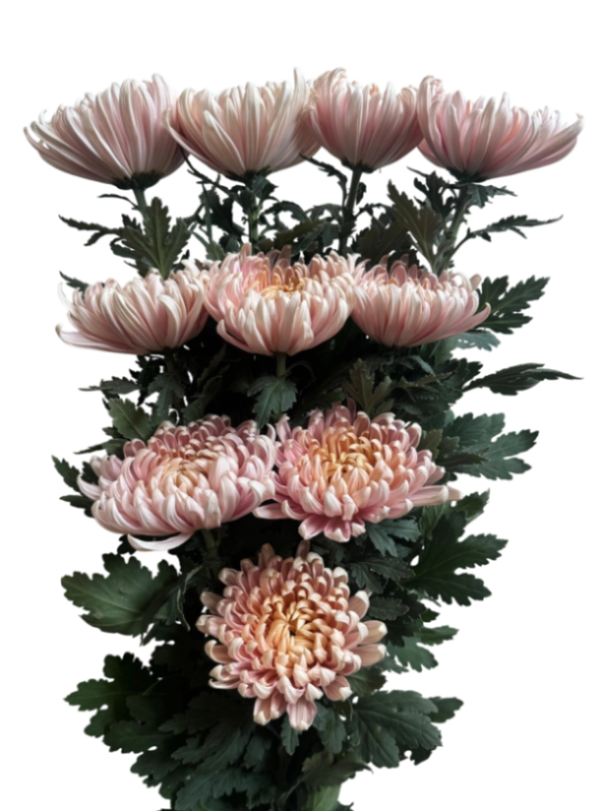 Chrysanthemum single vintage