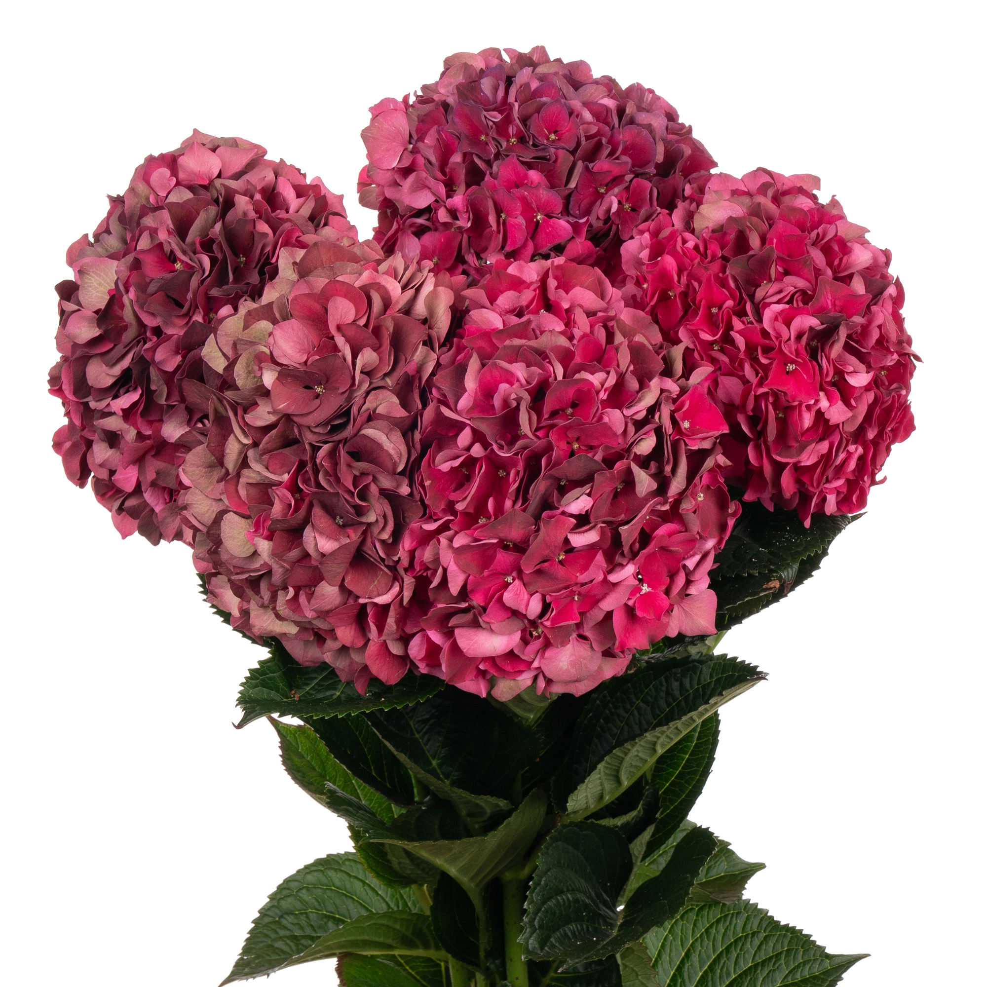 Hydrangea magical ruby red