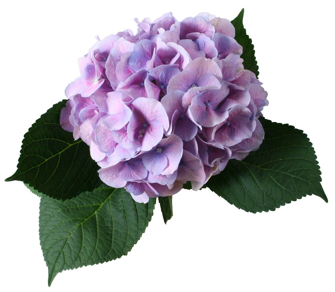 Hydrangea marsepein milka