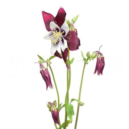 Aquilegia red