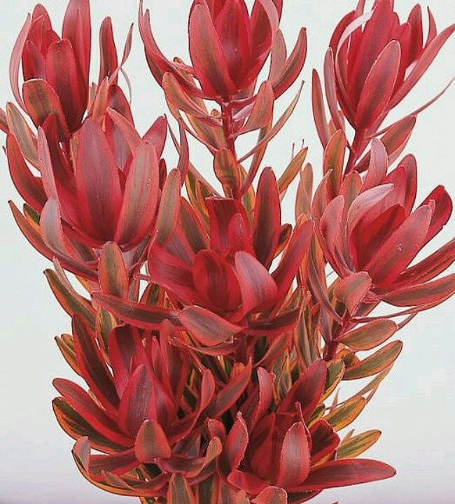 Leucadendron jester