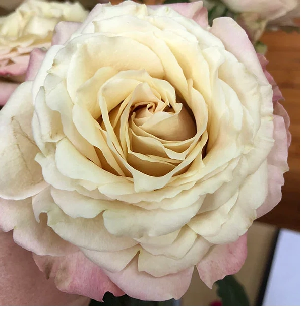 Rose sahara sensation | Wholesale flowers, plants and supplies Rose sahara sensation