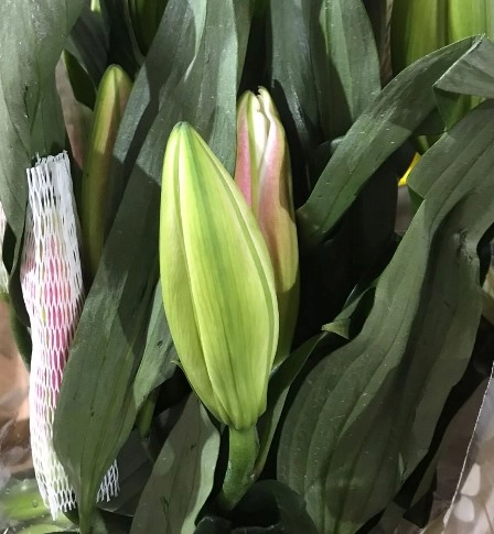 Lilium oriental master zanotmas